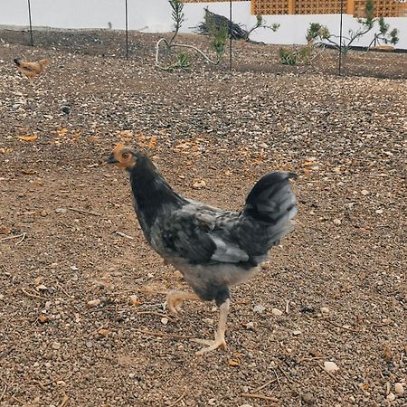 Fuerteventura Casa Tikuna La Oliva Ngoại thất bức ảnh